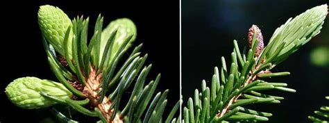 17 Types of Spruce Trees and Shrubs With Identification Guide (Pictures)