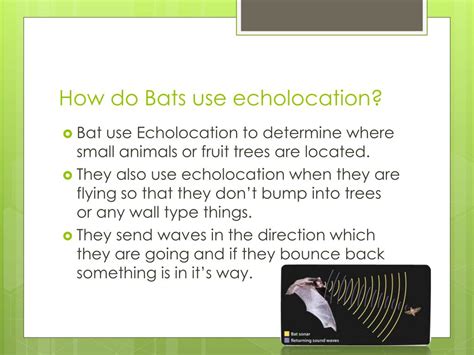 PPT - Bats Echolocation PowerPoint Presentation, free download - ID:2836844