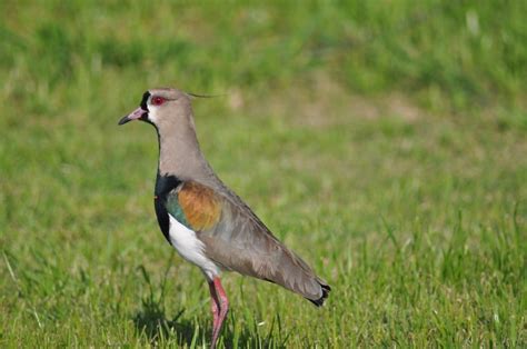 🥇 Image of One Animal, Bird, Tero - 【FREE PHOTO】 100005622