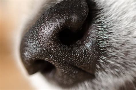 Dog Nose closeup stock image. Image of puppy, smelling - 40705763