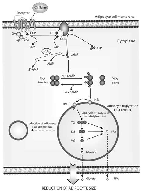 Caffeine’s mechanism of action during lipolysis in adipocyte. GDP =... | Download Scientific Diagram