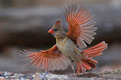 Female Cardinsl - Female cardinal at feeder with bird call подробнее ...