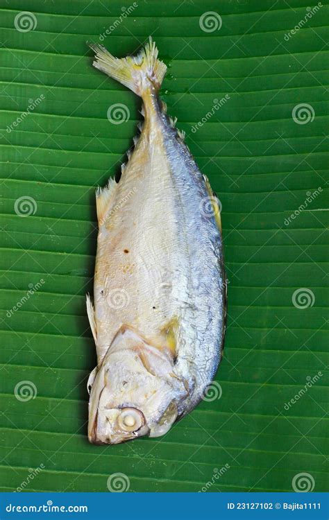 Chub mackerel stock photo. Image of edible, commercial - 23127102