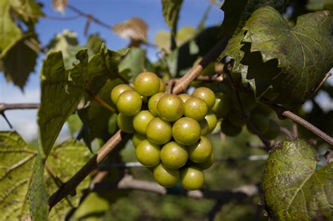 Muscadines - Grape Expectations: Growing Muscadine Grapes