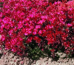 Sedum spurium var. coccineum Seeds £2.42 from Chiltern Seeds - Chiltern Seeds Secure Online Seed ...