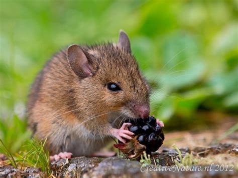 Mouse eating a berry | Animals - Trees & Bushes | Pinterest