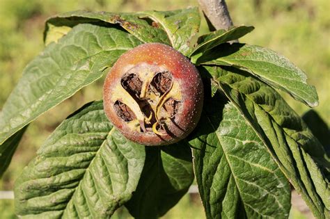 What's a Medlar? Learn All About this Fascinating Medieval Fruit ...