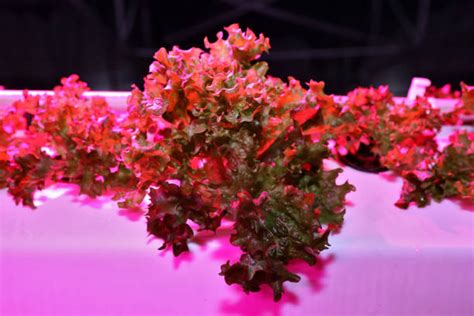 110+ Aeroponic System Stock Photos, Pictures & Royalty-Free Images - iStock