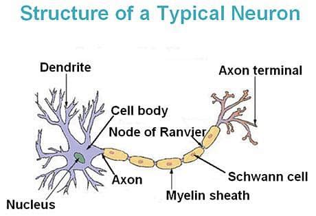 Neuron: Definition, Structure, Diagram, Parts & Functions