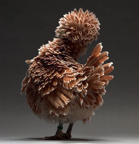 Exotic Chicken Breeds