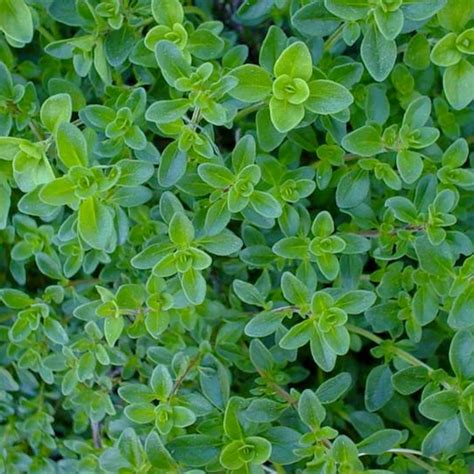 Marseed 400 pcs Rare Seeds Lemon Thyme Thymus Citriodorus Flower ...