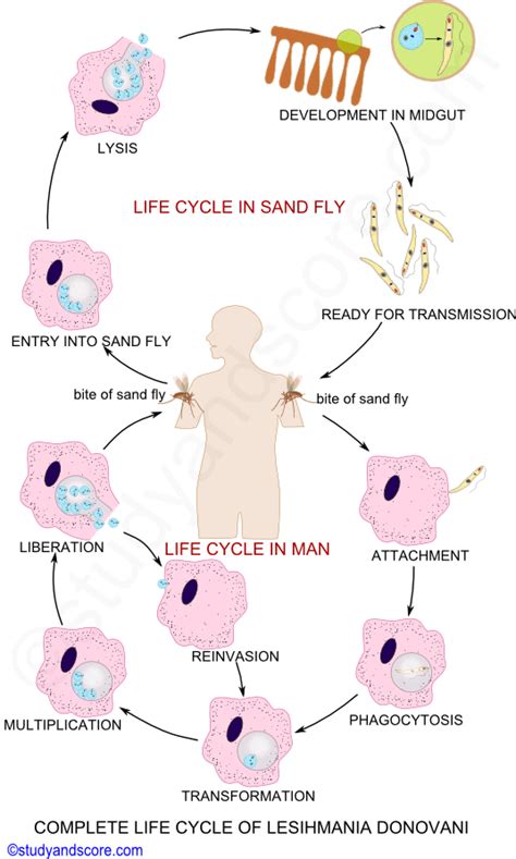 Complete life cycle of Leishmania Donavani | Life cycles, Cycle, Life