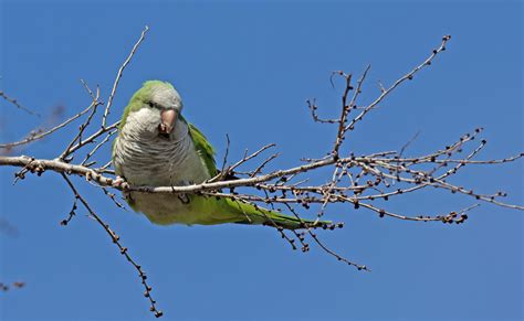 Green Parakeets