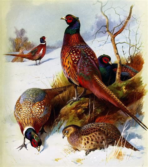 Pheasant Vintage Painting Free Stock Photo - Public Domain Pictures