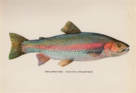 Vintage RAINBOW TROUT Fish Print Vintage Fish Gallery Wall Art