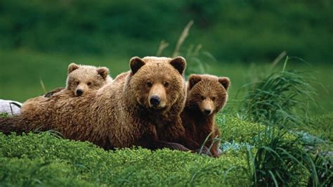 Mama bear with two grizzly bear cubes - backiee