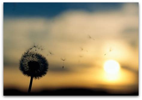 Whispering wind...