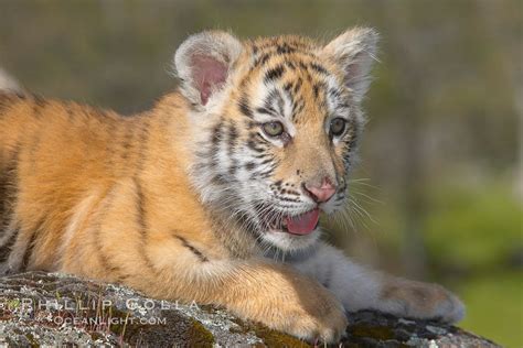 Cute Siberian Tiger Cubs