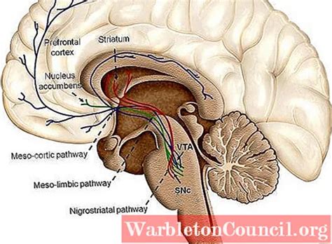 Striatum: anatomy, functions and diseases - science - 2024