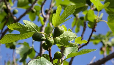 Fig Tree Care and Maintenance for Healthy, Productive Trees - Rennie ...