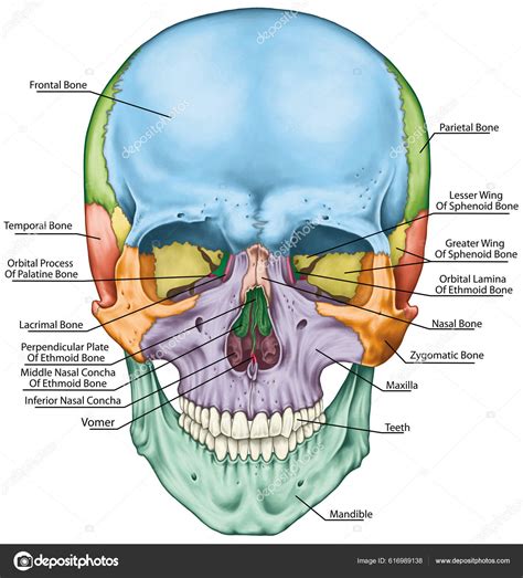 Skeletal System Cranium