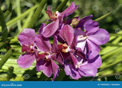 Wild Orchids. Borneo. stock photo. Image of spring, tranquil - 14095026