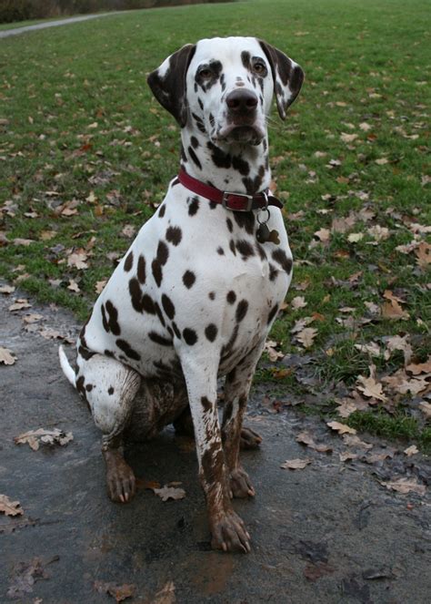 Dalmatian Breeders in the USA with Puppies for Sale | PuppyHero