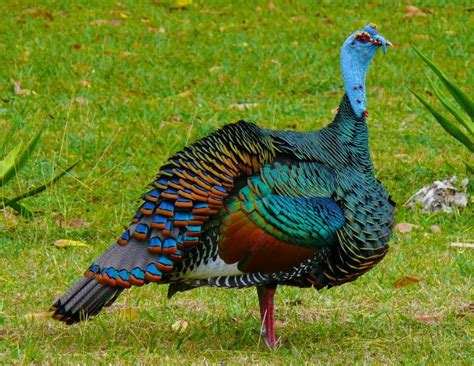 Anyone keep Ocellated Turkeys?