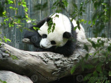 Really Cute Panda Bear Sleeping on a Log 27303548 Stock Photo at Vecteezy