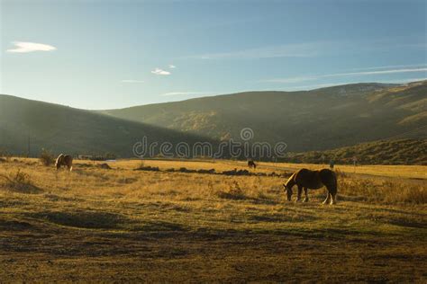 Two horses at sunset stock image. Image of nature, black - 32944693