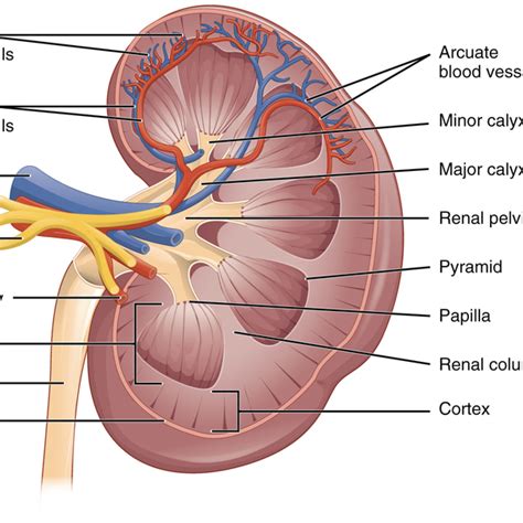 Kidneys and Osmoregulation Tutorial | Sophia Learning