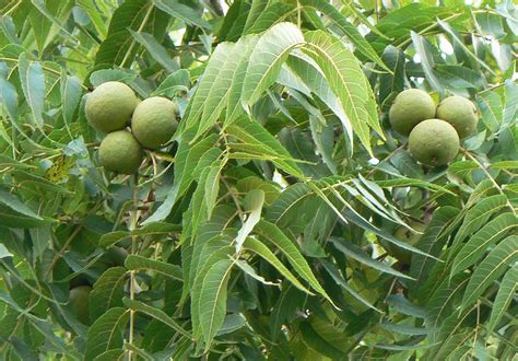 Growing Under Black Walnut Trees | Nourish Project