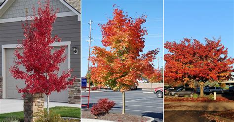 Pacific Sunset Maple Tree Growing Guide | Balcony Garden Web