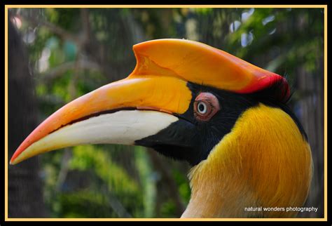 Female Great Indian Hornbill in profile | The Great (Indian)… | Flickr