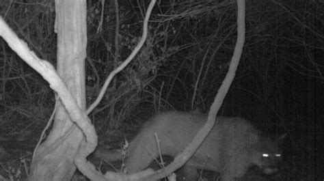 Chesterfield sighting confirmed to be a mountain lion | Missouri Department of Conservation