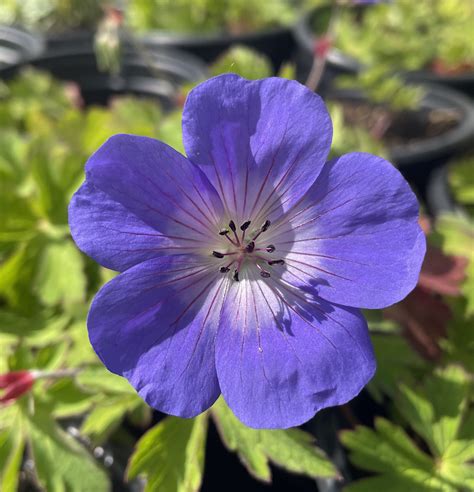 Geranium Rozanne - Tantalus Plant Nursery & Flower Farm