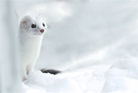 Winter White Ermine : Friends of Sax-Zim Bog