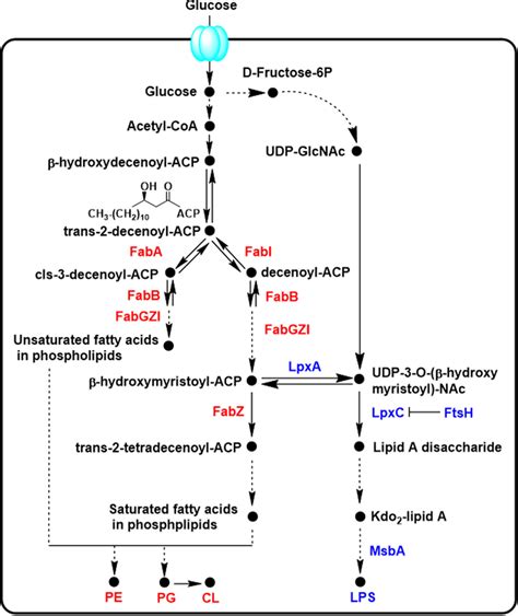 The biosynthesis pathway of the fatty acids chain for E. coli LPS and... | Download Scientific ...