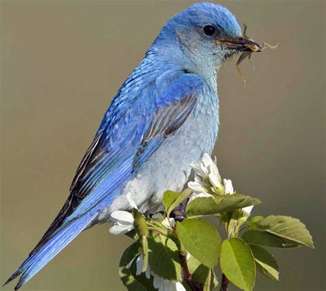 Birds and Bats for Pests | Intermountain Fruit | USU