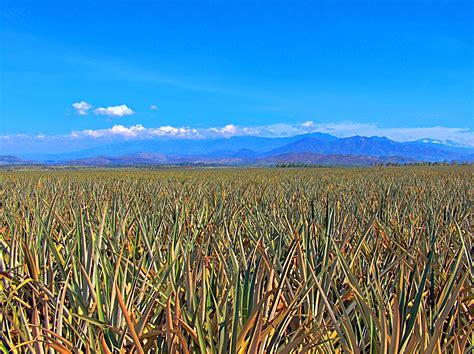 🍍 Pineapple plantation in Bukidnon : r/Philippines