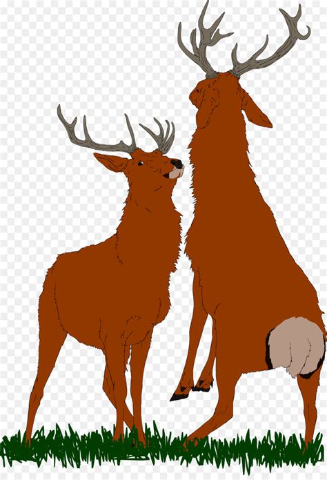 Bull Cattle Ox Elk Reindeer - bull png download - 988*808 - Free ...