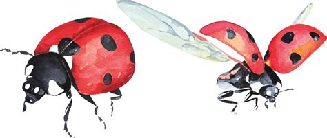 ladybug watercolor 1 2508410 Vector Art at Vecteezy