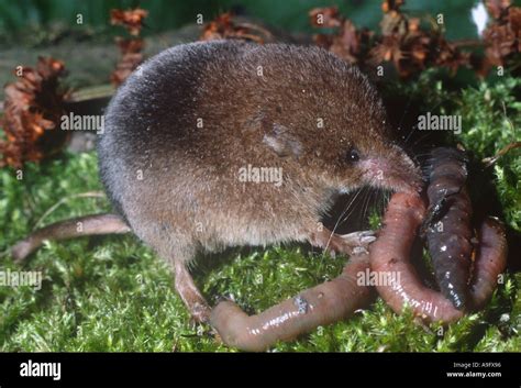 Common shrew eat hi-res stock photography and images - Alamy