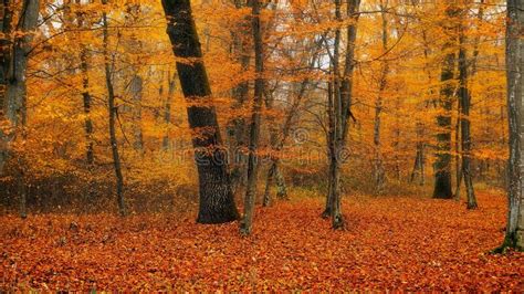 Autumn forest stock image. Image of nature, leaves, trees - 234406175