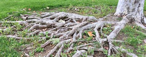 Do Tree Roots Cause Damage to Sidewalks, Foundations & Plumbing? | Arbor Experts | Tree Care in ...