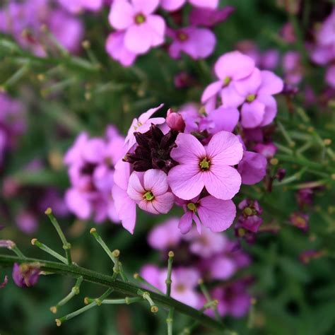 Erysimum 'Bowles Mauve' - Purple Flowering Wallflower | Western Star ...