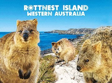 Rottnest Island Quokkas - The 3D Factory