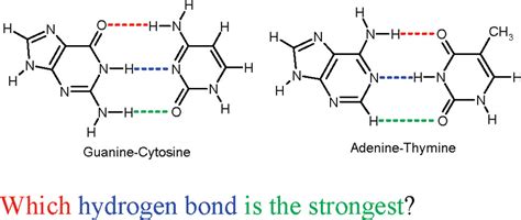 Hydrogen Bonding In Dna