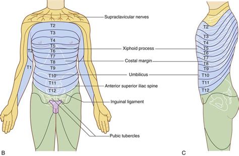 Dermatomes Thorax