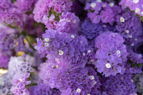 Ultimate Guide to Statice Flower Meaning (Sea Lavender) - Petal Republic